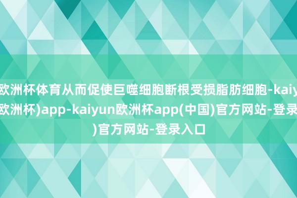 欧洲杯体育从而促使巨噬细胞断根受损脂肪细胞-kaiyun(欧洲杯)app-kaiyun欧洲杯app(中国)官方网站-登录入口