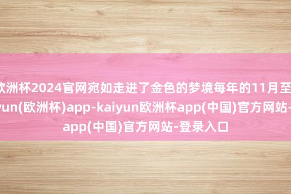 欧洲杯2024官网宛如走进了金色的梦境每年的11月至12月-kaiyun(欧洲杯)app-kaiyun欧洲杯app(中国)官方网站-登录入口